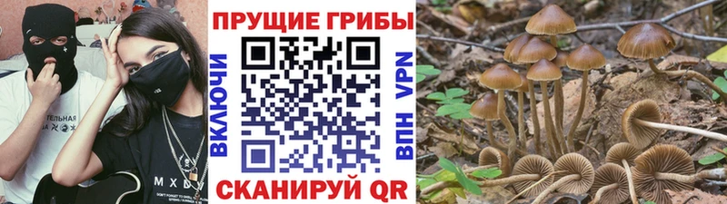 Галлюциногенные грибы GOLDEN TEACHER  Зерноград 